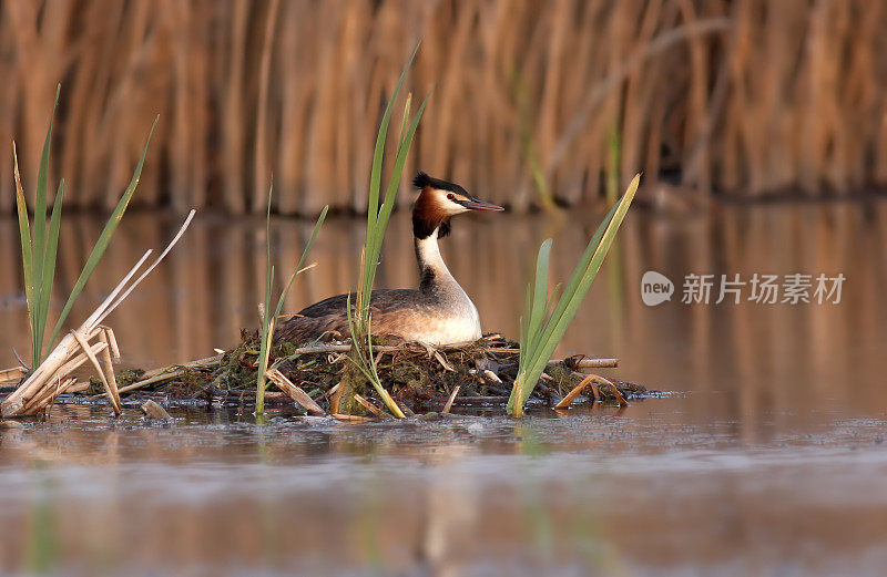 大冠毛鸊鷉(Podiceps major)